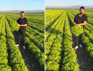 Çiftçi böyle isyan etti: Satarsam şerefsizim, koyunları otlatacağım