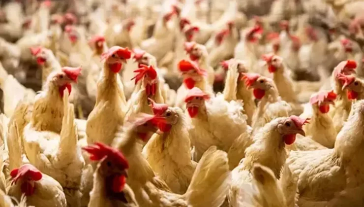 Dünya kuş gribi kıskacında: Hollanda’da dev itlaf