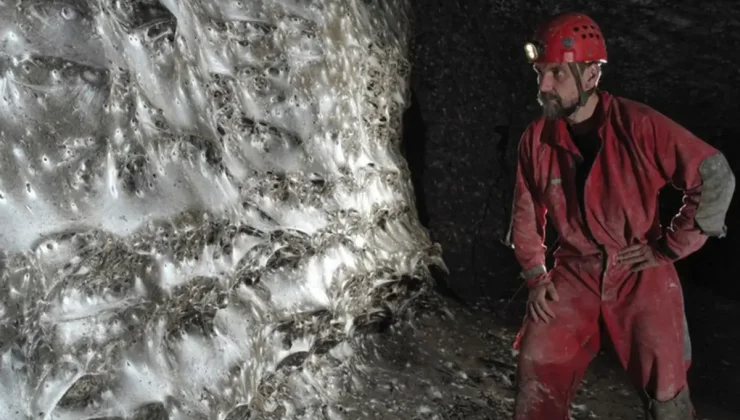 Dünyanın en büyük örümcek ağı keşfedildi