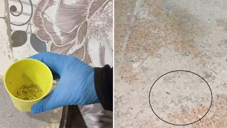Fırın denetiminde mide bulandıran görüntüler, zabıta böcek çeşitlerini saymakla bitiremedi