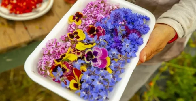 Gastronomide yeni trend: Yenilebilir çiçekler gündemde