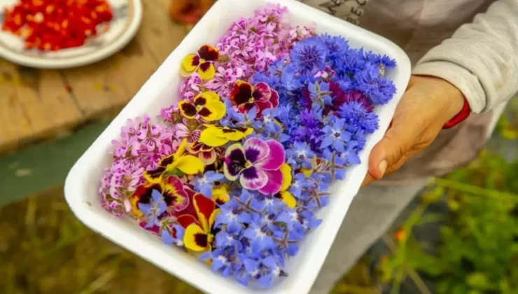 Gastronomide yeni trend: Yenilebilir çiçekler gündemde