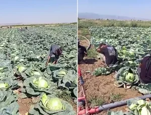 Günlük 4 bin lira yevmiyeyle işçi bulamayan çiftçi isyan etti