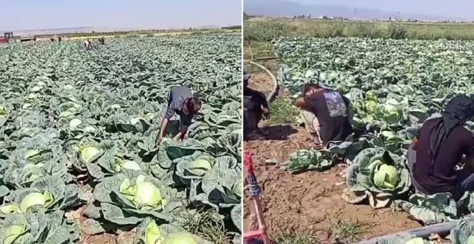 Günlük 4 bin lira yevmiyeyle işçi bulamayan çiftçi isyan etti