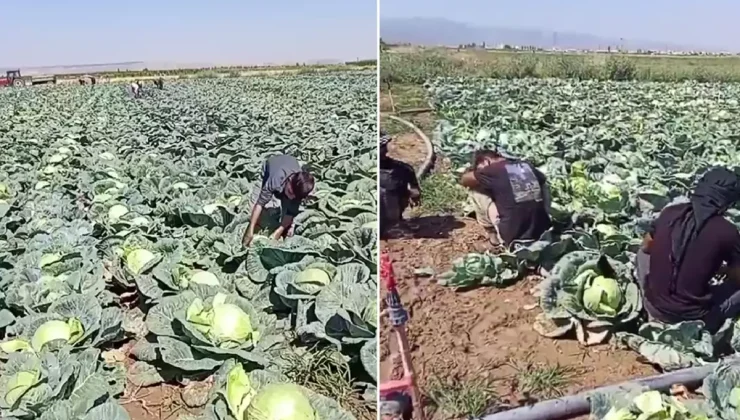 Günlük 4 bin lira yevmiyeyle işçi bulamayan çiftçi isyan etti