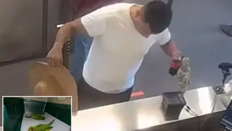 İç çamaşırında kaçak papağanlarla sınırı geçmeye çalıştı