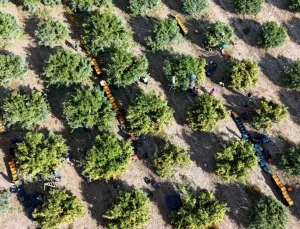 İşçilerin grevi meyveyi dalında bıraktı! Kilosu 3 liraya kadar geriledi
