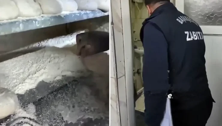 İstanbul’da ekmek fırınında mide bulandıran görüntüler