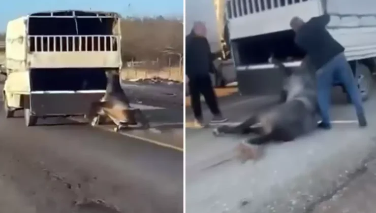 Kamyonetin arkasına bağladığı atı dakikalarca sürükledi