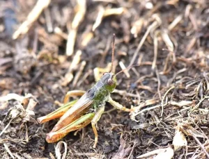 Karadeniz’de yeni bir çekirge türü keşfetti