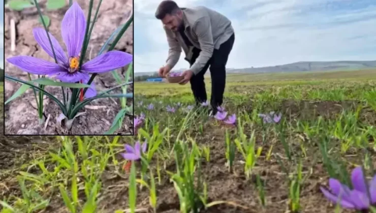 O ilimiz resmen şaha kalkacak! Fiyatını duyanlar "yok artık" diyor