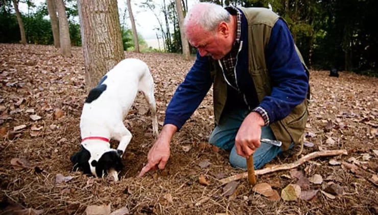 Ormanlarda köpeklerle aranarak bulunuyor, kilosu 345 bin TL’den satılıyor