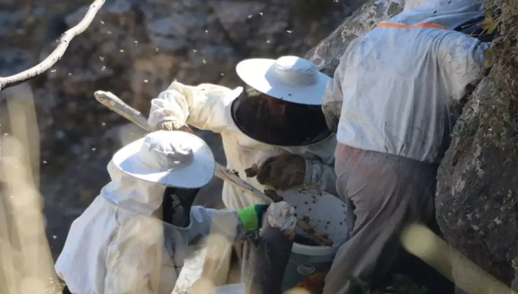 Özel izinle bölgeye giriliyor, binbir zahmetle toplanıp dudak uçuklatan rakama satılıyor