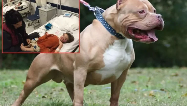 Pitbull dehşeti! İki küçük kardeş ölümden döndü