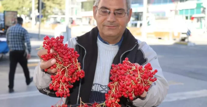 "Gençlik iksiri" tezgahlardaki yerini aldı! Faydaları saymakla bitmiyor