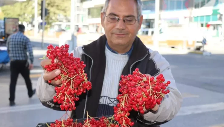 "Gençlik iksiri" tezgahlardaki yerini aldı! Faydaları saymakla bitmiyor