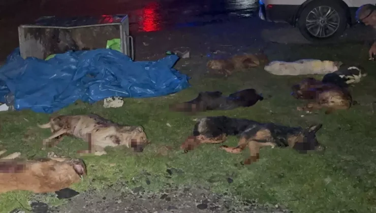 Samsun’da çöp konteynerinde 9 telef olmuş köpek bulundu