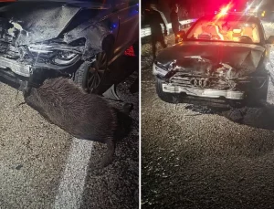 Sinop Belediye Başkanı’nın makam aracı domuz sürüsüne çarptı