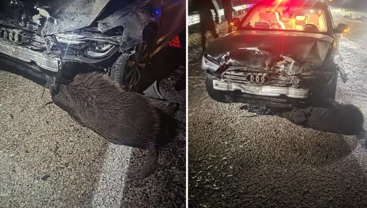 Sinop Belediye Başkanı’nın makam aracı domuz sürüsüne çarptı