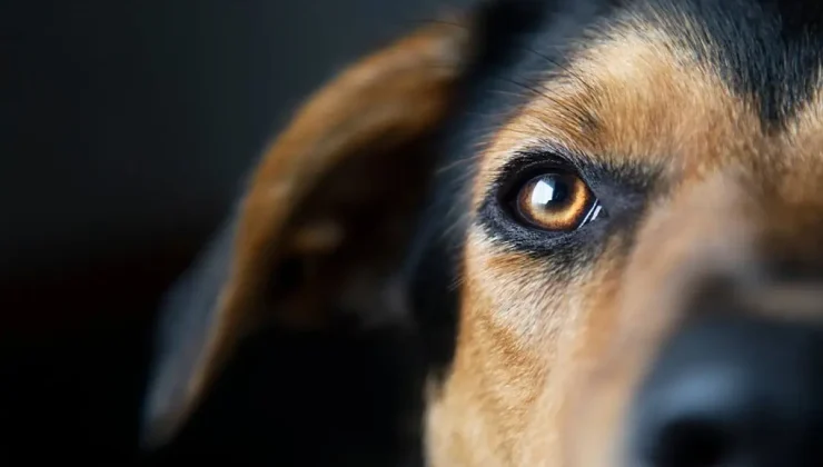 Sıra dışı kaza: Köpek sahibini vurdu