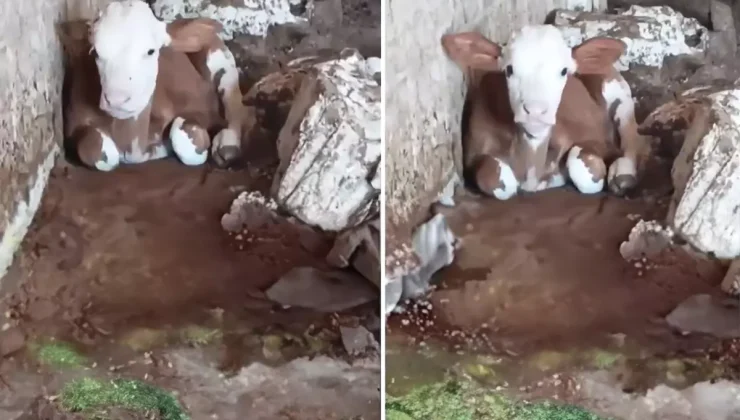 Talihsiz buzağı: Dış görünüşü nedeniyle annesi bile onu istemiyor