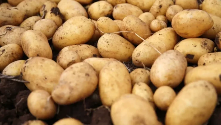 Uzman Uyarısı: Yeşillenen, Filizlenen ve Lekeli Patatesler Sağlık Riski Taşıyor