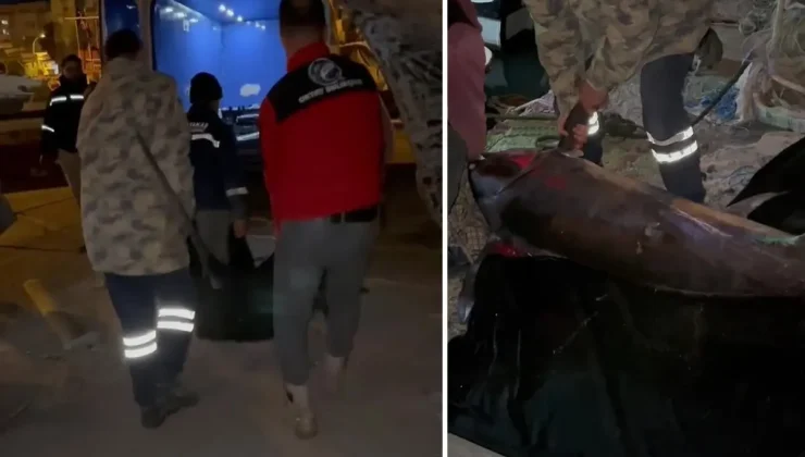 Yakalamak için 2 buçuk saat uğraşıldı, 65 bin TL’ye satıldı