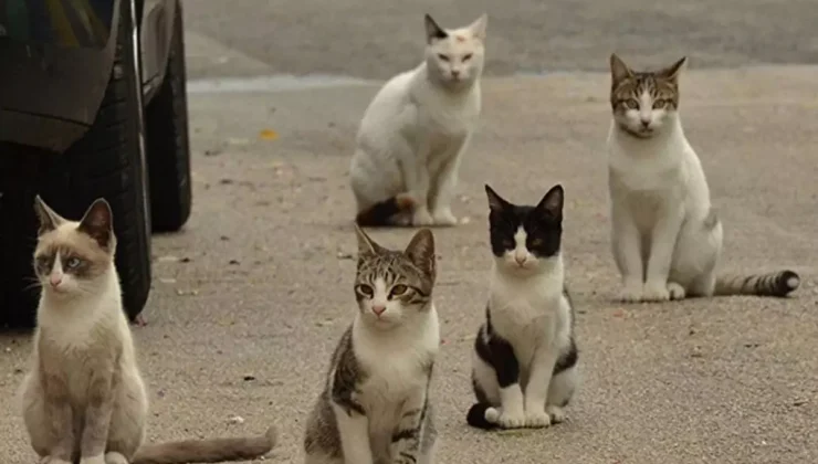 Yeni Zelanda 2050’ye kadar 2.5 milyon kediyi öldürecek