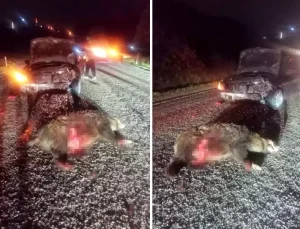 Yola aniden çıktı, kazaya neden oldu