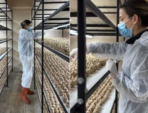 100 bin lira maaşlı işi bırakıp sektör değiştirdi! Kilosunu 700 bin liraya satıyor