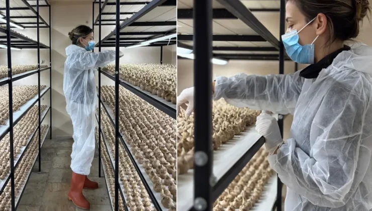 100 bin lira maaşlı işi bırakıp sektör değiştirdi! Kilosunu 700 bin liraya satıyor