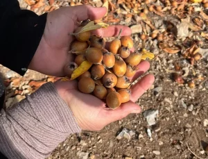 30 yıl önce biri yaptı ve ortadan kayboldu! Toplayan hem satıyor hem şifa buluyor