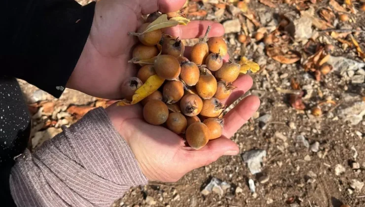 30 yıl önce biri yaptı ve ortadan kayboldu! Toplayan hem satıyor hem şifa buluyor