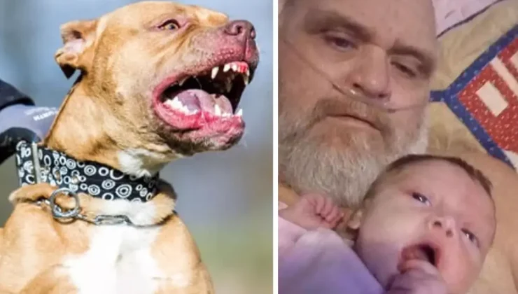 ABD’de 7 pitbull cinsi köpek, dede ve 3 aylık torununu parçalayarak öldürdü