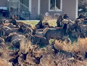 ABD’de geyik alarmı verildi; dev sürü bahçeleri istila etti