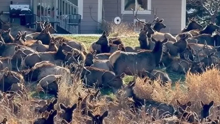 ABD’de geyik alarmı verildi; dev sürü bahçeleri istila etti