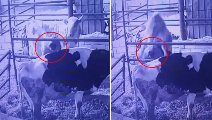 Ahırda bir garip olay! Videosu olmasa kimse inanmaz