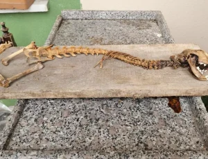 Ahırda bulan köylü dondu kaldı! 55 santim boyunda, yırtıcı dişlere sahip