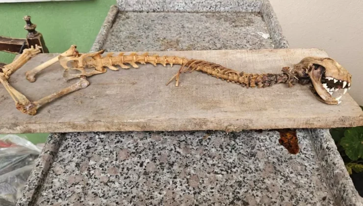 Ahırda bulan köylü dondu kaldı! 55 santim boyunda, yırtıcı dişlere sahip