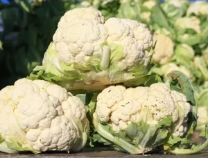 Bilet fiyatları artarken, karnabahar dibi gördü!