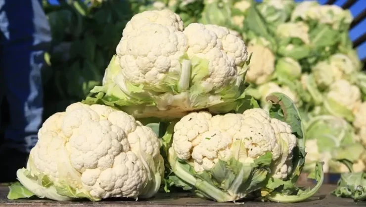 Bilet fiyatları artarken, karnabahar dibi gördü!