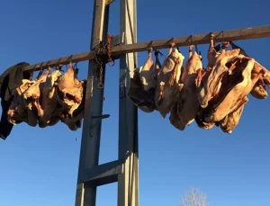 Bölge halkının beklediği dönem geldi: Tanesini 6 bin liraya satıyorlar