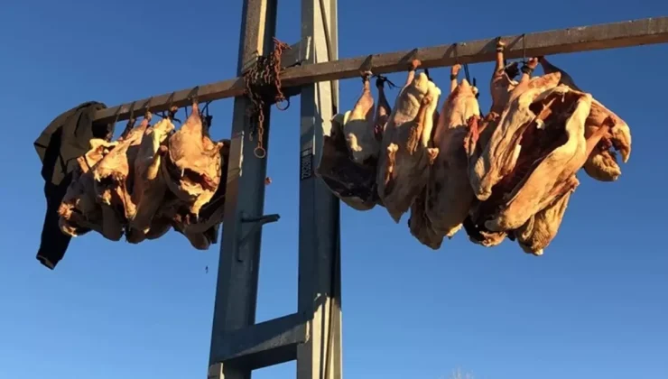 Bölge halkının beklediği dönem geldi: Tanesini 6 bin liraya satıyorlar
