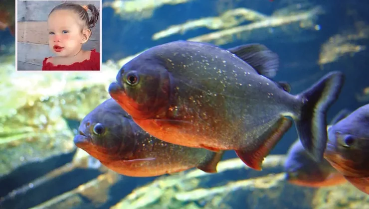 Brezilya’da 2 yaşındaki kız çocuğu pirana saldırısında hayatını kaybetti