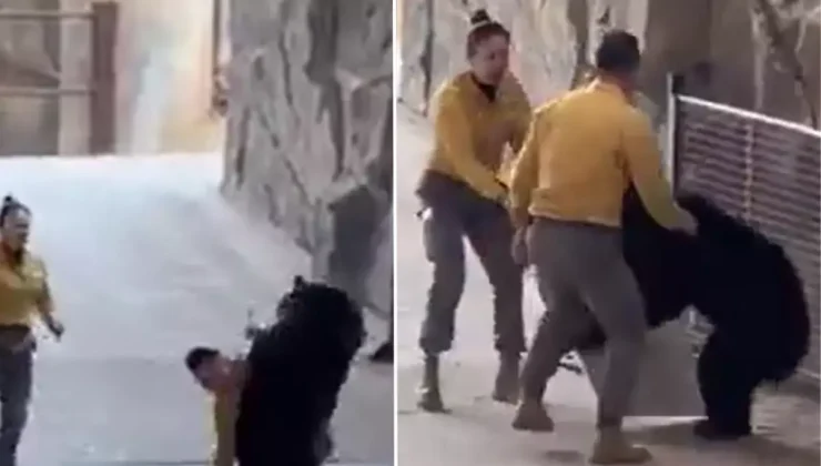 Çin’deki safari parkında bakıcısına saldıran ayı dehşet saçtı