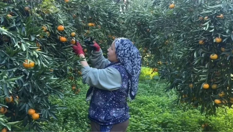 Coğrafi işaretli Bodrum mandalinası bahçede 15-20, manavlarda 100 liradan satılıyor