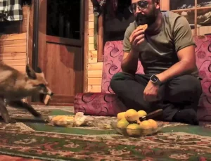 Dağ başında sıcak hikaye: Tilki barakaya girdi, Tilko oldu