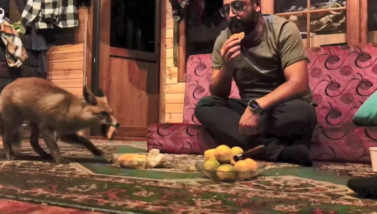 Dağ başında sıcak hikaye: Tilki barakaya girdi, Tilko oldu