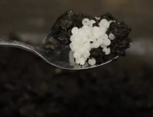 Değeri 150 bin lira! Keşfettiği hayvan hayatını değiştirdi