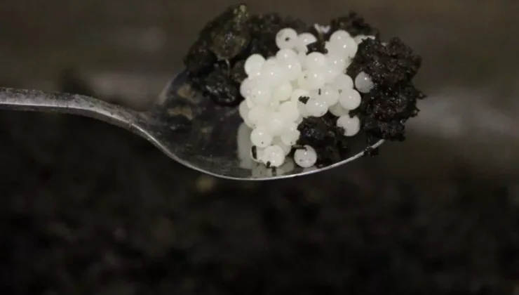 Değeri 150 bin lira! Keşfettiği hayvan hayatını değiştirdi